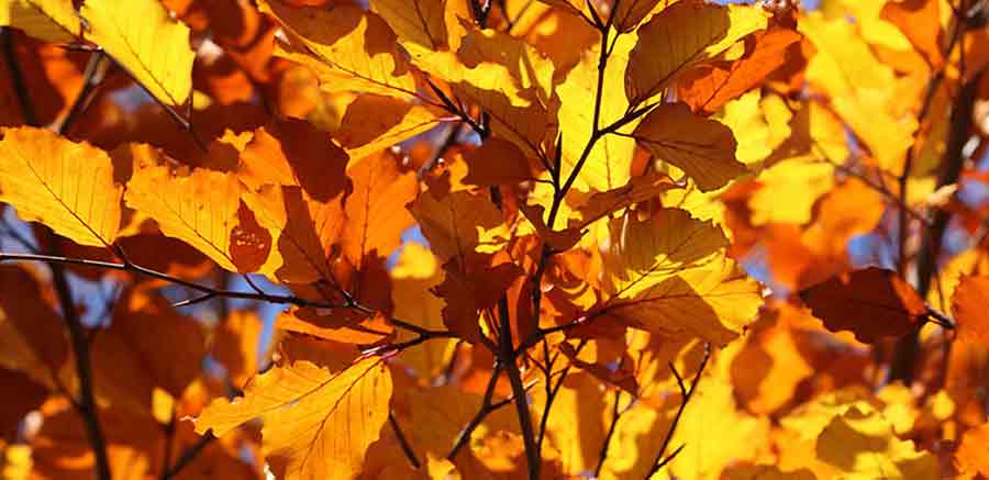 fall-leaves-milwaukee-potawatomi-hotel-casino.jpg